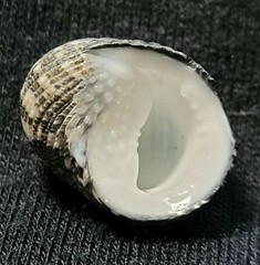 Nerita funiculata