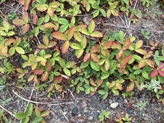 Fragaria