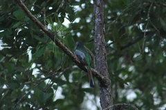 Trogon elegans