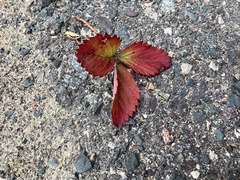 Fragaria