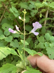 Plectranthus saccatus