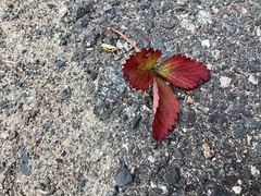 Fragaria