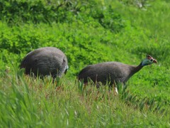 Numida meleagris coronatus