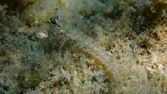 Gobius incognitus