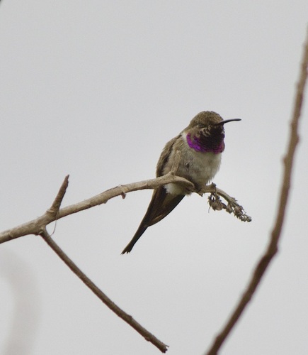 Oasis Hummingbird