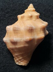 Stramonita biserialis