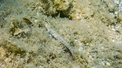 Gobius incognitus