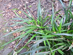 Iris foetidissima