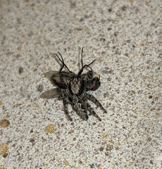 Platycryptus californicus
