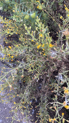 Dittrichia graveolens