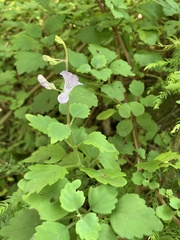 Plectranthus saccatus