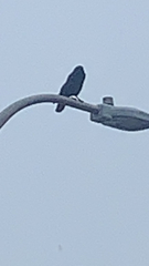 Corvus brachyrhynchos