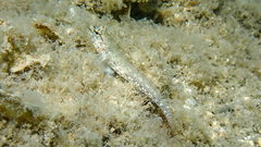 Gobius incognitus