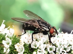Sarcophaga carnaria