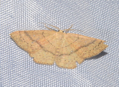 Cyclophora dataria