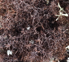 Cetraria muricata