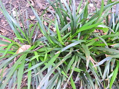 Iris foetidissima