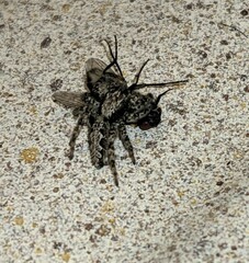 Platycryptus californicus