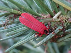 Dictyoptera simplicipes
