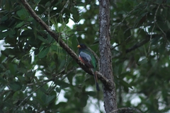 Trogon elegans