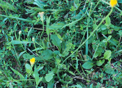 Hypochaeris maculata