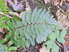 Polystichum polyblepharum