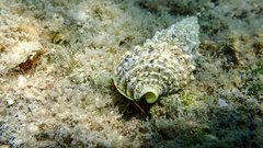 Clibanarius erythropus