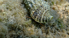 Clibanarius erythropus