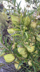 Gomphocarpus physocarpus