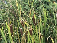 Typhaceae