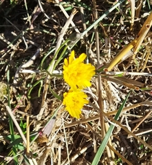 Cichorieae