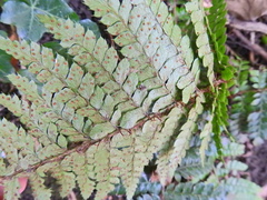 Polystichum polyblepharum