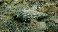 Clibanarius erythropus