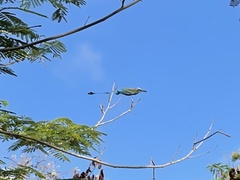 Eumomota superciliosa