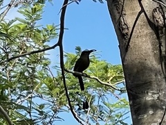 Eumomota superciliosa