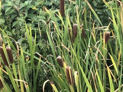 Typhaceae