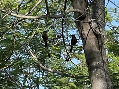 Eumomota superciliosa