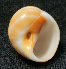 Polinices bifasciatus