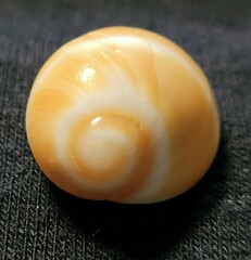 Polinices bifasciatus