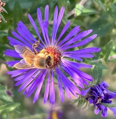 Symphyotrichum oblongifolium