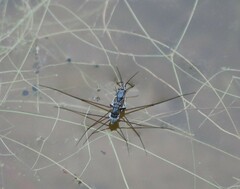 Neogerris hesione