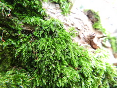 Rhynchostegium confertum