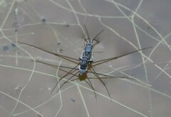 Neogerris hesione