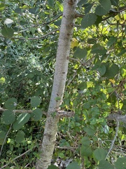 Populus grandidentata