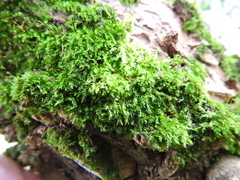 Rhynchostegium confertum