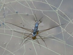 Neogerris hesione
