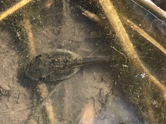 Hyla wrightorum