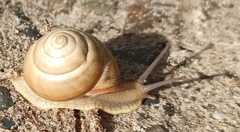 Caucasotachea vindobonensis