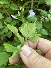 Plectranthus saccatus