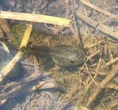 Hyla wrightorum